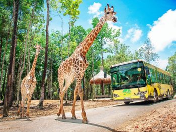 Vinwonders + Safari 1 Ngày + Buffet 350k