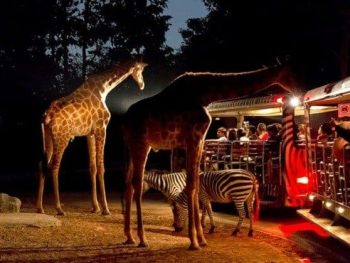 Khám Phá Safari Về Đêm