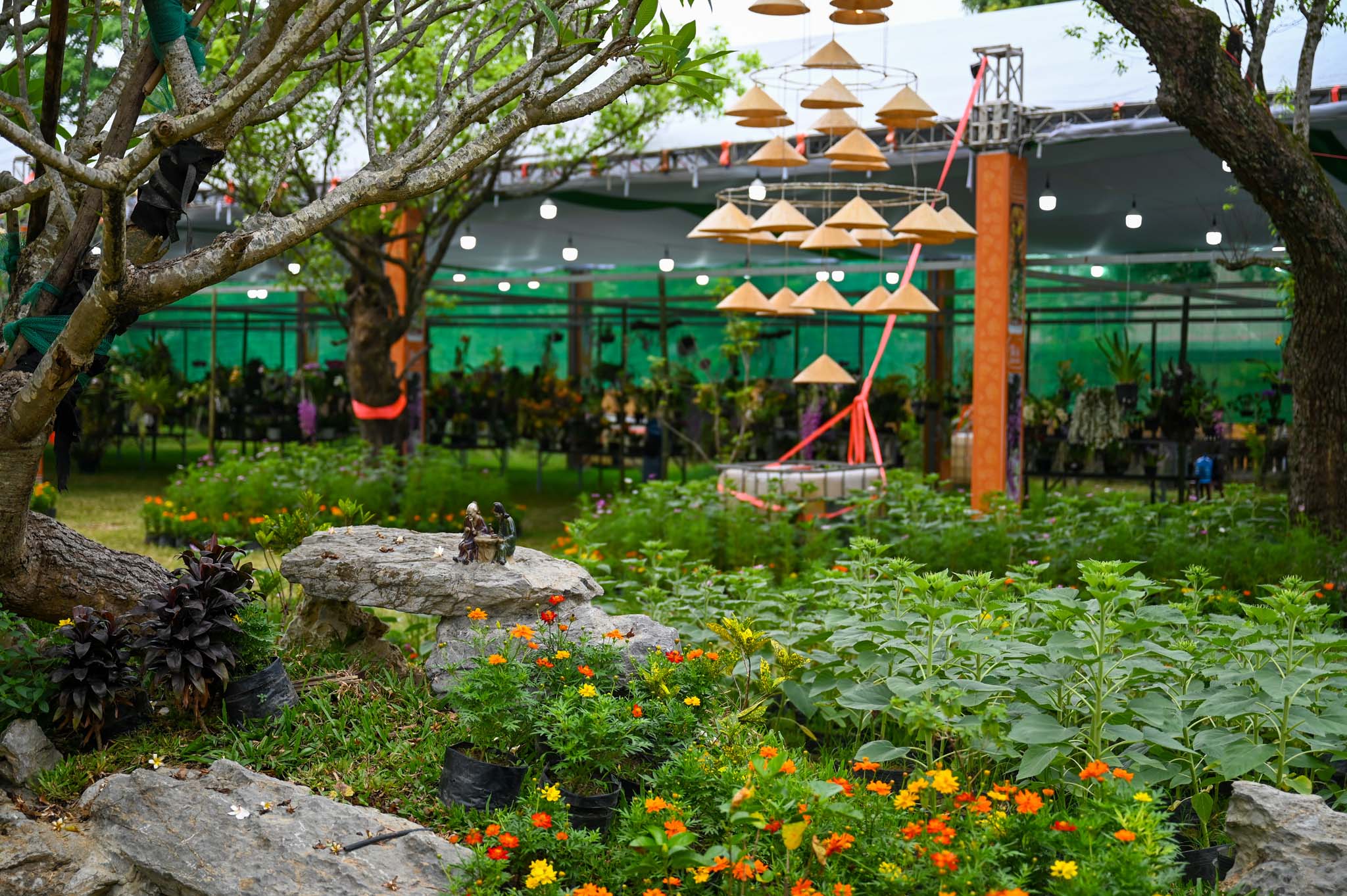 Đến Huế Cuối Tháng 4/2026 Để Có Cơ Hội Ngắm “Kỳ Hoa Dị Thảo” Rực Rỡ Giữa Lòng Di Sản